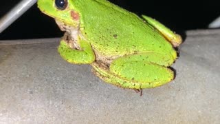 Cute little frog friend