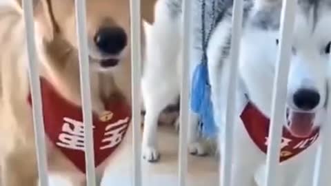 Funny Smart Dog 🤣🤣Amazing Video