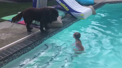 Huge Newfoundland accidentally slides into pool