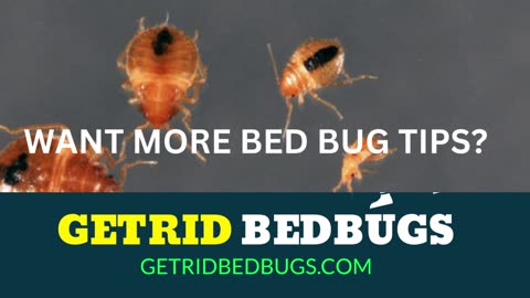 Natural Bed Bug Recipe