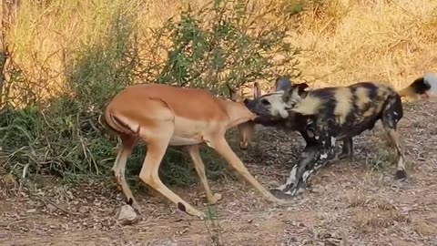 Wild Dog Pulls Impala out of Carport