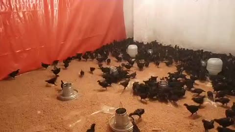 Feed time of black hens