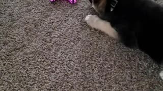 My Funny German Shepherd hates this toy!