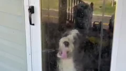 Snickerdoodle Joy, The Window Licker