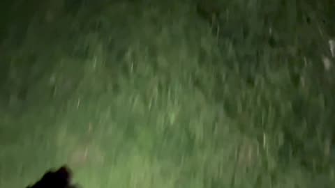 Dog Holds a Lantern For Walk in the Dark