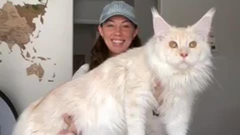 World biggest cat