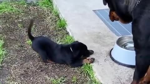 So Adorable - Rotwiller mum and son argue