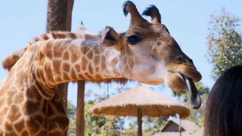 Giraffe pulling his head and long tongue trying to get some tasty food from zoo guest