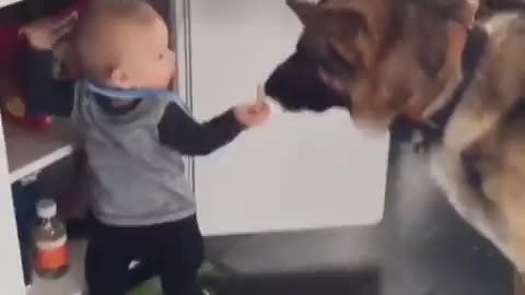 Dog and baby