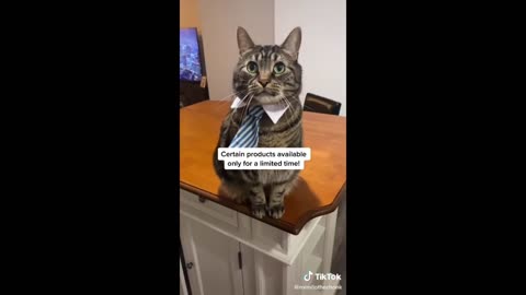 Funny animal videos - Funny cats_dogs - Funny animals