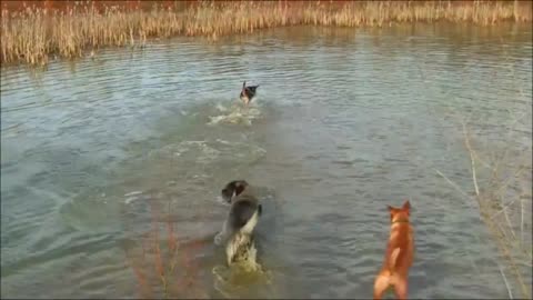Dogs enjoy playful time in water