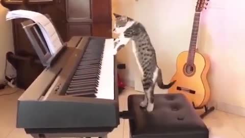 Musical Genius Cat 🐈