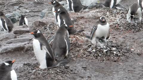 A gentoo penguin collects stones from an abandoned nest site.