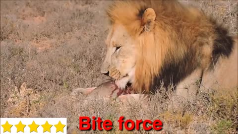 Pitbull vs Lion - Lion vs Pitbull animal 2022