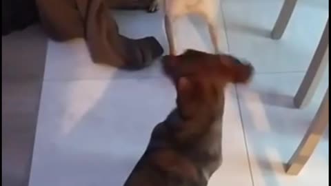 Pug and daschund playing together