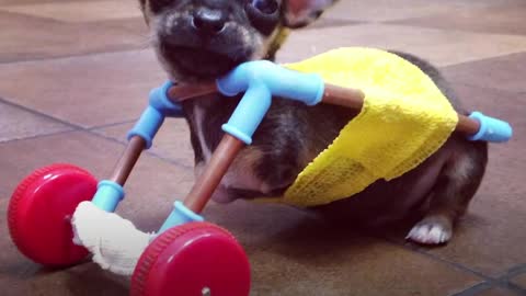 Tiniest Puppy Loves To Race Around On His Wheels!