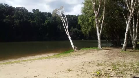 12.7.2024 Barron River Esplanade, Kuranda (2)