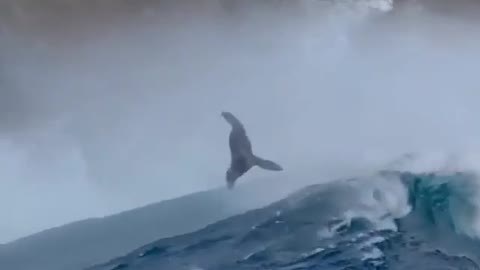 An amazing sight of the mighty sea waves throwing seals
