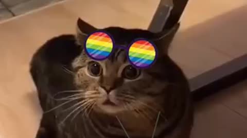 CEO_s_during_June__#funny_#cat_#lgbt(360p)