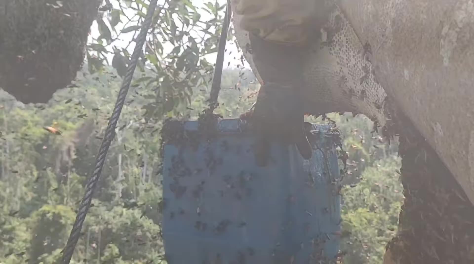 Sialang on the banyan treewood #honey #original #forest #riau #