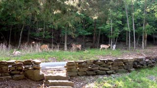 Whole herd of deer relaxing after being fed