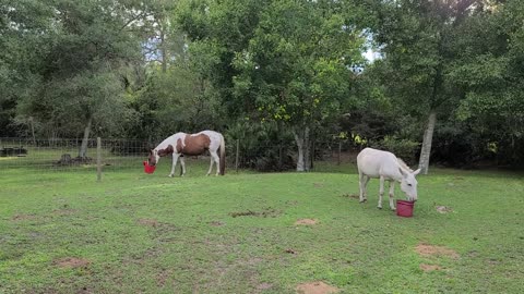 Renegade and Donkey grazing
