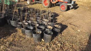 Potted Swedish Aspen, White Spruce, and Tamarak Larch