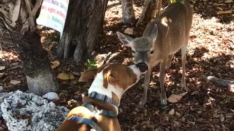 Doggo and Key Deer Give Each Other Kisses
