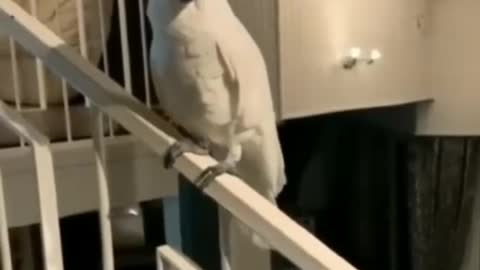 Parrot fart