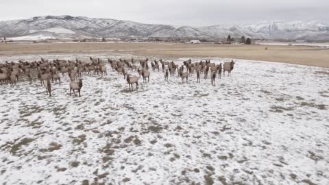 Aerial Rotating Shot Of A Beautiful Herd Of Elk Grazing In A Field