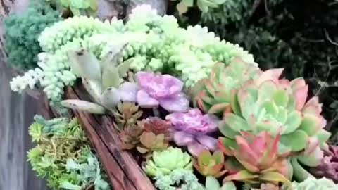 how to take care of your beautiful and colorful succulents