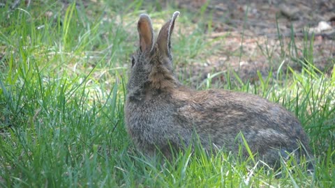 Cute rabbit |cute pets |rabbit love |animal love||viral video