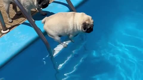 Pugs Swimming