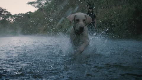 dog playing in the water