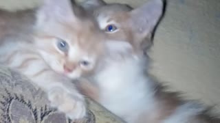 2 brothers kittens fighting & playing together
