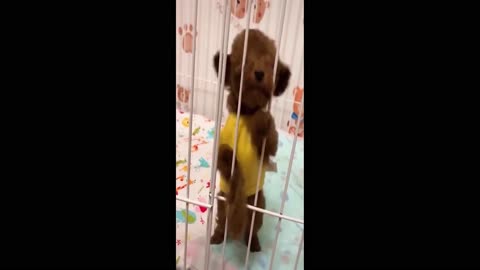 cute puppy crying like baby