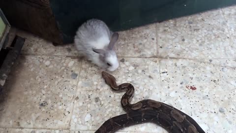 Warning! Live feed | Snake beats a rabbit