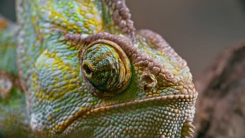 Chameleons reptile