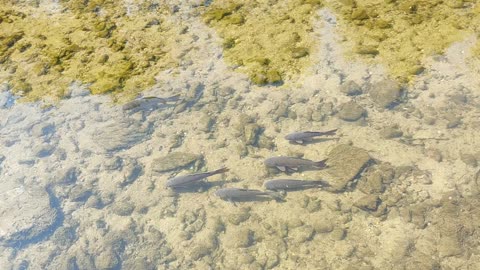 peaceful fish gathering