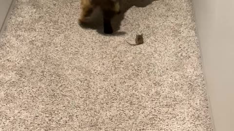 Cat vs mouse