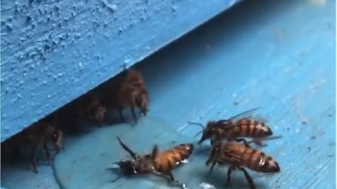 How bees rescue their stranded mates