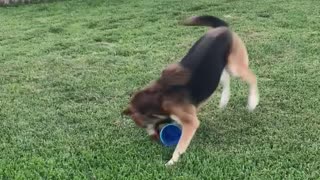 Dog running around with toy