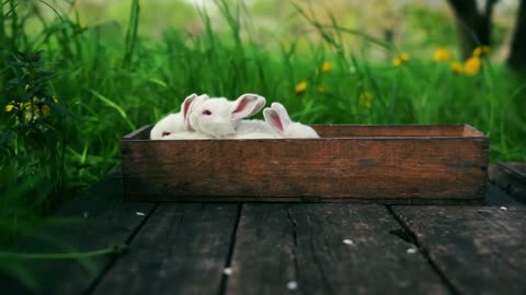 awww so cutie pies-so sweet bunnies