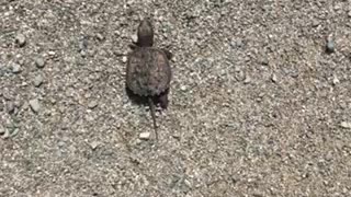 Baby snapping turtle walking