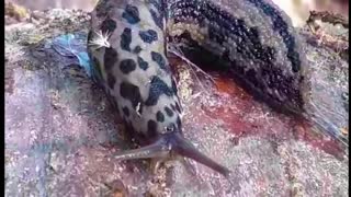 Leopard Slug (Limax Maximus)