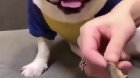 Cat and Dog Funny videos #shorts #😂🤣