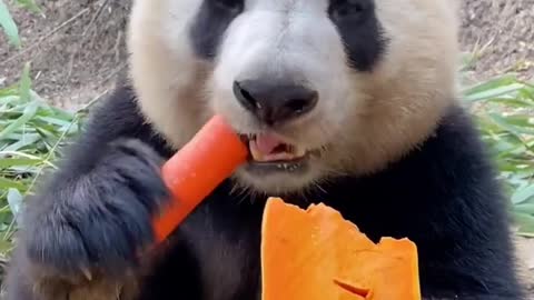 Pandas eat snacks, lovely to you?