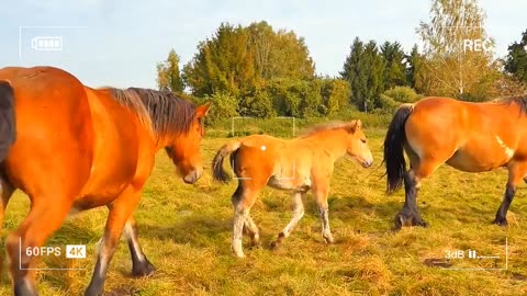 day with horses