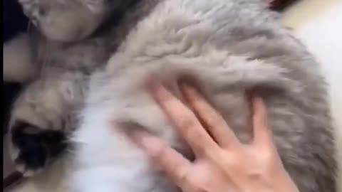 Cat touch this