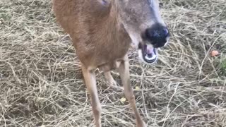 Deer eating nectarines